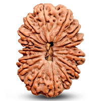 15 Mukhi rudraksha